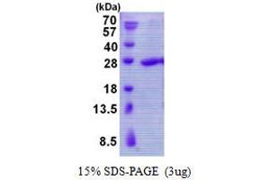 Image no. 1 for TBP-Like 1 (TBPL1) protein (His tag) (ABIN1098505) (TBPL1 Protein (His tag))