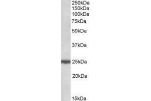 Western Blotting (WB) image for anti-rho GDP Dissociation Inhibitor (GDI) gamma (ARHGDIG) (AA 43-54) antibody (ABIN1492326) (ARHGDIG Antikörper  (AA 43-54))