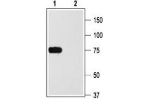 Western Blotting (WB) image for anti-Potassium Voltage-Gated Channel, Shaker-Related Subfamily, Member 2 (KCNA2) (AA 417-499), (Intracellular) antibody (ABIN7043517)