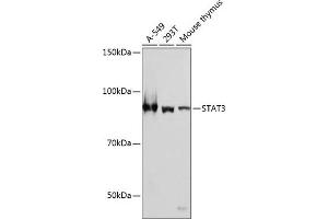 Western blot analysis of extracts of various cell lines, using ST antibody (ABIN7270305) at 1:1000 dilution. (STAT3 Antikörper)