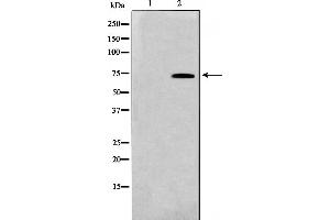 Western blot analysis on HT29 cell lysate using TAF5L Antibody,The lane on the left is treated with the antigen-specific peptide. (TAF5L Antikörper  (Internal Region))