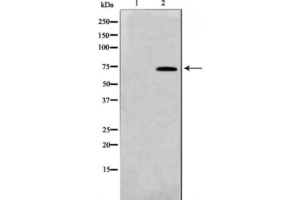 TAF5L antibody  (Internal Region)