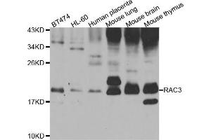 Western blot analysis of extracts of various cell lines, using RAC3 antibody (ABIN5975576) at 1/1000 dilution.