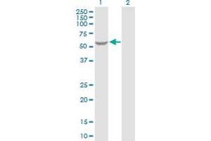 Western Blot analysis of GK2 expression in transfected 293T cell line by GK2 MaxPab polyclonal antibody. (GK2 Antikörper  (AA 1-553))