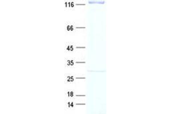 TTI1 Protein (DYKDDDDK Tag)