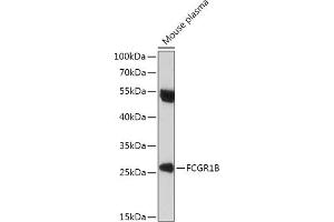 Western blot analysis of extracts of Mouse plasma, using FCGR1B antibody (ABIN7267161) at 1:1000 dilution. (FCGR1B Antikörper)