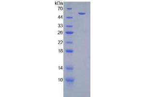 SDS-PAGE analysis of Mouse IFNgR1 Protein. (IFNGR1 Protein)