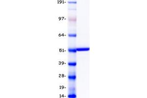 CYP2C19 Protein (Myc-DYKDDDDK Tag)