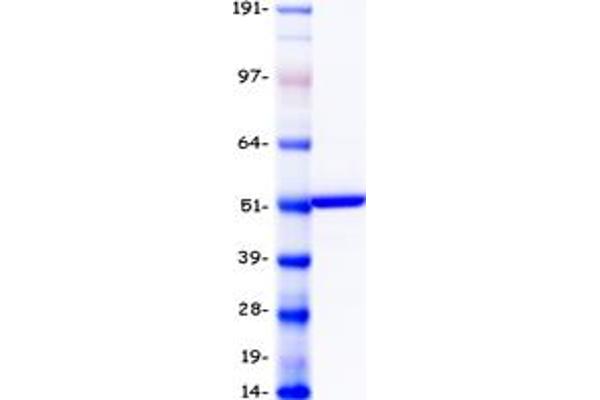 CYP2C19 Protein (Myc-DYKDDDDK Tag)