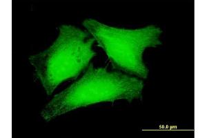Immunofluorescence of purified MaxPab antibody to RPUSD3 on HeLa cell. (RPUSD3 Antikörper  (AA 1-343))