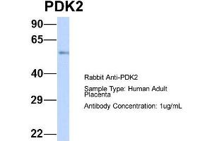 Host: Rabbit Target Name: CHAD Sample Type: Human Adult Placenta Antibody Dilution: 1.