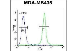 TRHDE Antibody (C-term) (ABIN651822 and ABIN2840414) flow cytometric analysis of MDA-M cells (right histogram) compared to a negative control cell (left histogram). (TRHDE Antikörper  (C-Term))