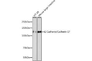 Western blot analysis of extracts of various cell lines, using LI Cadherin/Cadherin-17 Rabbit mAb (ABIN7268249) at 1:1000 dilution. (LI Cadherin Antikörper)