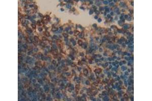 IHC-P analysis of Mouse Tissue, with DAB staining. (PTGS2 Antikörper  (AA 240-351))