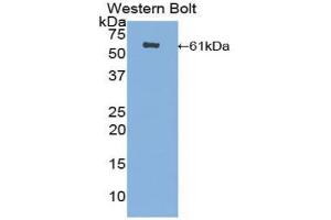 Western blot analysis of the recombinant protein. (CUZD1 Antikörper  (AA 218-479))