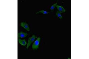 Immunofluorescent analysis of Hela cells using ABIN7167534 at dilution of 1:100 and Alexa Fluor 488-congugated AffiniPure Goat Anti-Rabbit IgG(H+L) (RBPJ Antikörper  (AA 243-485))