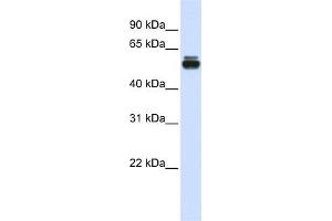 WB Suggested Anti-TRIM35 Antibody Titration:  0. (TRIM35 Antikörper  (Middle Region))