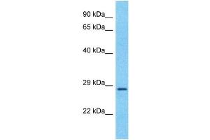 Host:  Rabbit  Target Name:  BDNF  Sample Type:  Fetal Liver lysates  Antibody Dilution:  0. (BDNF Antikörper  (Middle Region))