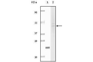 Western blot analysis using Fibulin5 mouse mAb against truncated fibulin5 recombinant protein (1) and Hela cell lysate (2).