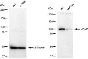 Western blotting analysis using MCM3 antibody (ABIN7799419). (Rekombinanter MCM3 Antikörper)