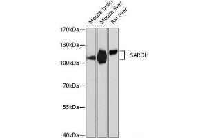 SARDH Antikörper