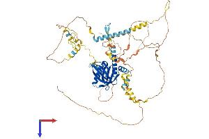 NUMBL Protein (AA 1-609) (His tag)