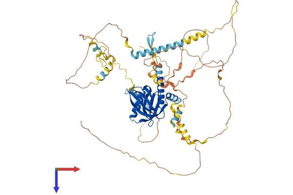 NUMBL Protein (AA 1-609) (His tag)