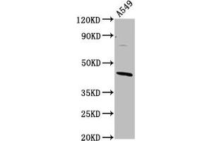 Western Blot Positive WB detected in: A549 whole cell lysate All lanes: ELMOD3 antibody at 4. (ELMOD3 Antikörper  (AA 1-102))