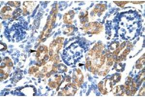 Immunohistochemical staining (Formalin-fixed paraffin-embedded sections) of human kidney with HSF2BP polyclonal antibody  at 4-8 ug/mL working concentration. (HSF2BP Antikörper  (N-Term))