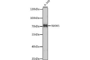 Western blot analysis of extracts of A-549 cells, using FBXW5 antibody (ABIN6132137, ABIN6140533, ABIN6140534 and ABIN6224988) at 1:1000 dilution. (FBXW5 Antikörper  (AA 184-566))