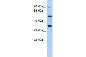 WB Suggested Anti-CREB1 Antibody Titration:  0. (CREB1 Antikörper  (Middle Region))