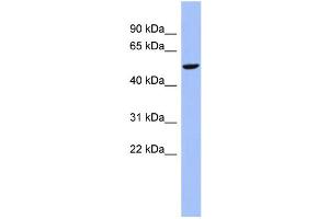 WB Suggested Anti-CBLL1 Antibody Titration:  0.
