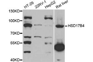 Western blot analysis of extracts of various cell lines, using HSD17B4 antibody (ABIN5973638) at 1/1000 dilution. (HSD17B4 Antikörper)