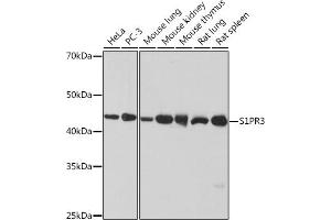 Western blot analysis of extracts of various cell lines, using S1PR3 Rabbit mAb (ABIN1679992, ABIN3015471, ABIN3015472 and ABIN7101435) at 1:1000 dilution. (S1PR3 Antikörper)