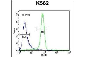 EGFR- Antibody (C-term) (ABIN651628 and ABIN2840334) flow cytometric analysis of K562 cells (right histogram) compared to a negative control cell (left histogram). (EGFR Antikörper  (C-Term))