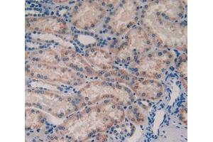 Used in DAB staining on fromalin fixed paraffin- embedded tissue (TOR3A Antikörper  (AA 125-374))