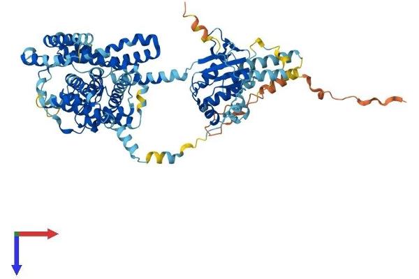 SLC26A5 Protein (AA 1-744) (His tag)