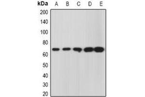 Western blot analysis of GRASP65 expression in A549 (A), U937 (B), mouse kidney (C), mouse heart (D), rat liver (E) whole cell lysates. (GORASP1 Antikörper)
