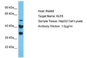 Host:  Rabbit  Target Name:  KLF8  Sample Type:  HepG2 Whole Cell lysates  Antibody Dilution:  1.