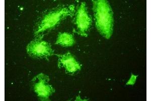 Immunofluorescence (IF) image for anti-Toll-Like Receptor 5 (TLR5) (AA 46-205) antibody (ABIN7434494)