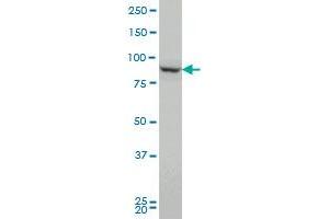 PCSK1 Antikörper  (AA 652-753)