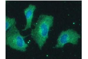ICC/IF analysis of PPP1R14A in A549 cells line, stained with DAPI (Blue) for nucleus staining and monoclonal anti-human PPP1R14A antibody (1:100) with goat anti-mouse IgG-Alexa fluor 488 conjugate (Green). (CPI-17 Antikörper)