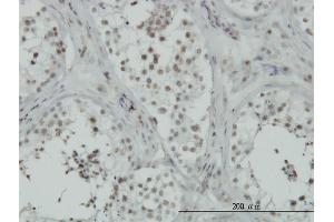 Immunoperoxidase of monoclonal antibody to C15orf15 on formalin-fixed paraffin-embedded human testis. (RSL24D1 Antikörper  (AA 1-150))