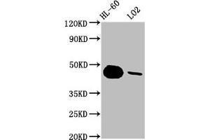 Western Blot Positive WB detected in: HL-60 whole cell lysate, LO2 whole cell lysate All lanes: CASP9 antibody at 1. (Rekombinanter Caspase 9 Antikörper)