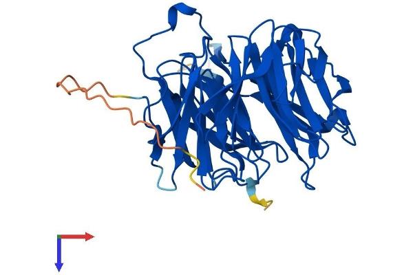 RAE1 Protein (AA 1-368) (His tag)