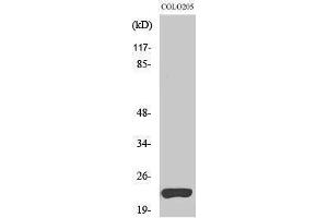 Western Blotting (WB) image for anti-Tumor Necrosis Factor (Ligand) Superfamily, Member 15 (TNFSF15) (C-Term) antibody (ABIN3187466) (TNFSF15 Antikörper  (C-Term))
