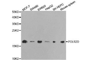 Western blot analysis of extracts of various cell lines, using POLR2D antibody. (POLR2D Antikörper  (AA 1-142))