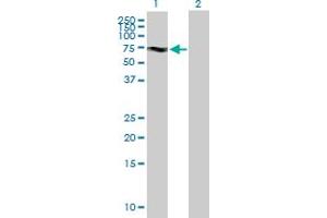Western Blot analysis of KIF19 expression in transfected 293T cell line by KIF19 MaxPab polyclonal antibody. (KIF19 Antikörper  (AA 1-548))
