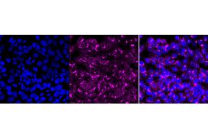 anti-RAB11A, Member RAS Oncogene Family (RAB11A) antibody