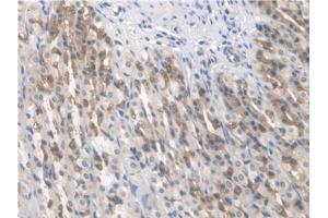 Immunohistochemistry (IHC) image for anti-Aryl Hydrocarbon Receptor Nuclear Translocator-Like (ARNTL) (AA 1-169) antibody (ABIN7435529)